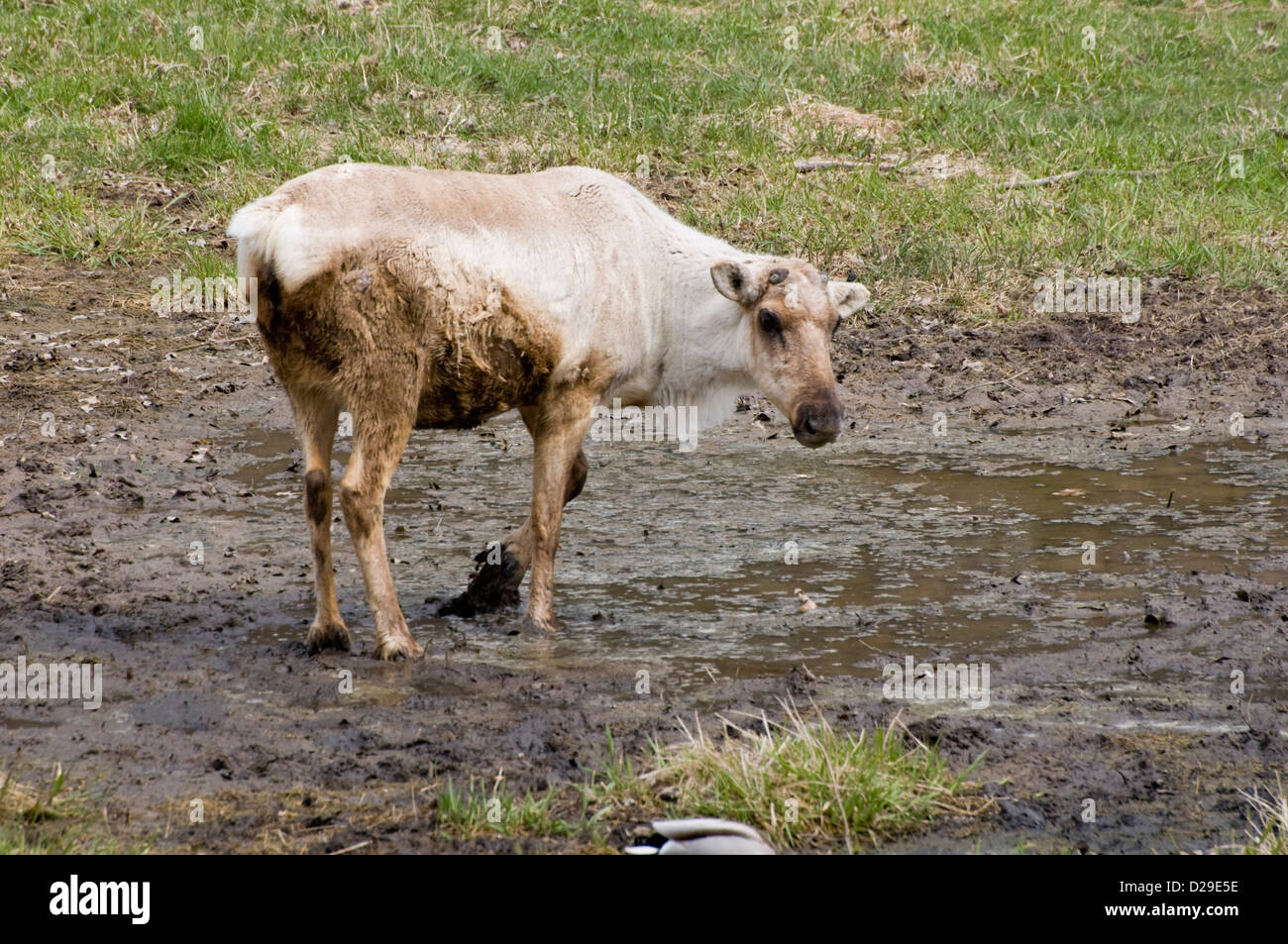 Woodland Caribou in mud Stock Photo