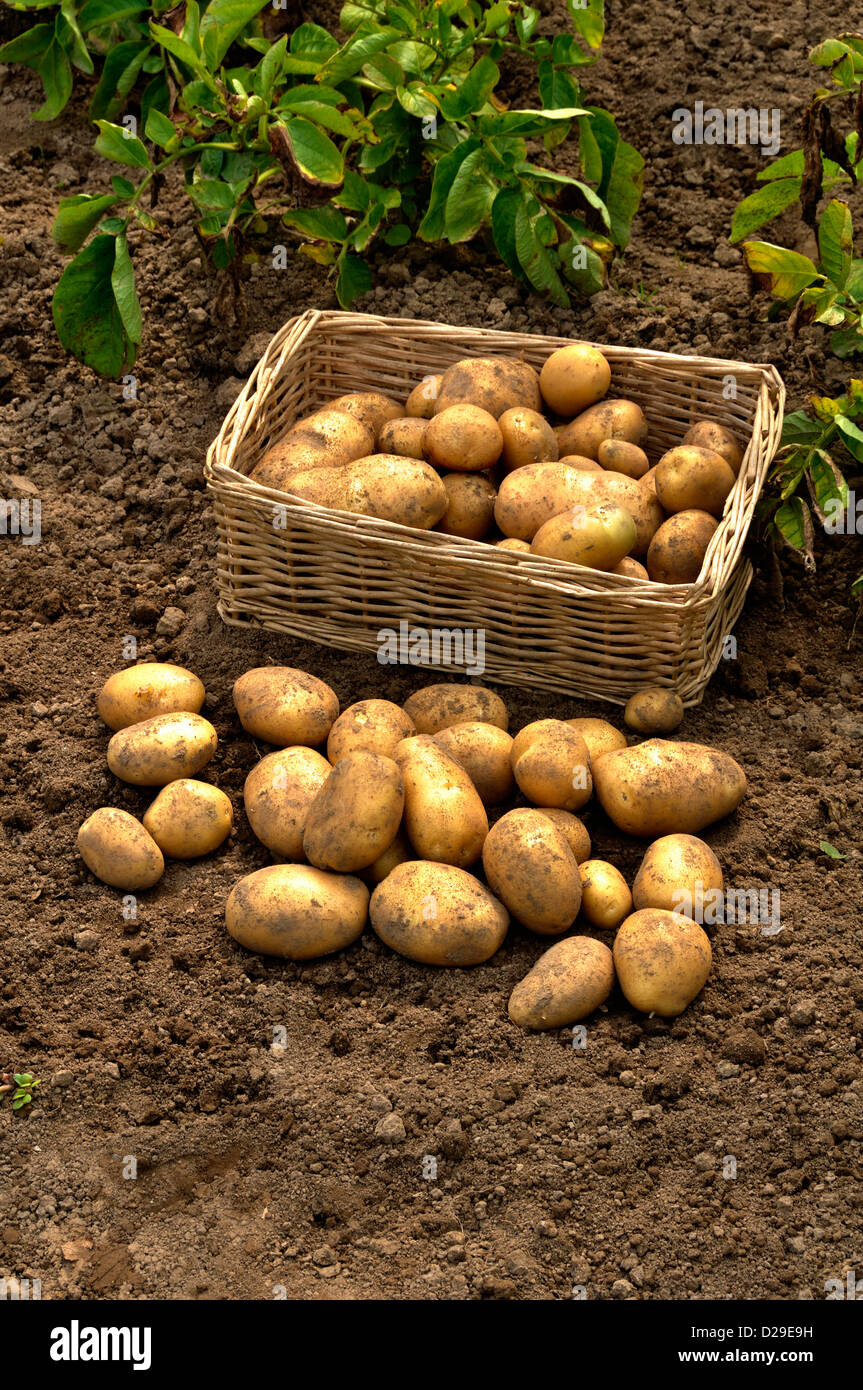Fresh young potatoes harvest (Solanum tuberosum), in july. 'Potager de Suzanne', Mayenne, Pays de la Loire, France. Stock Photo