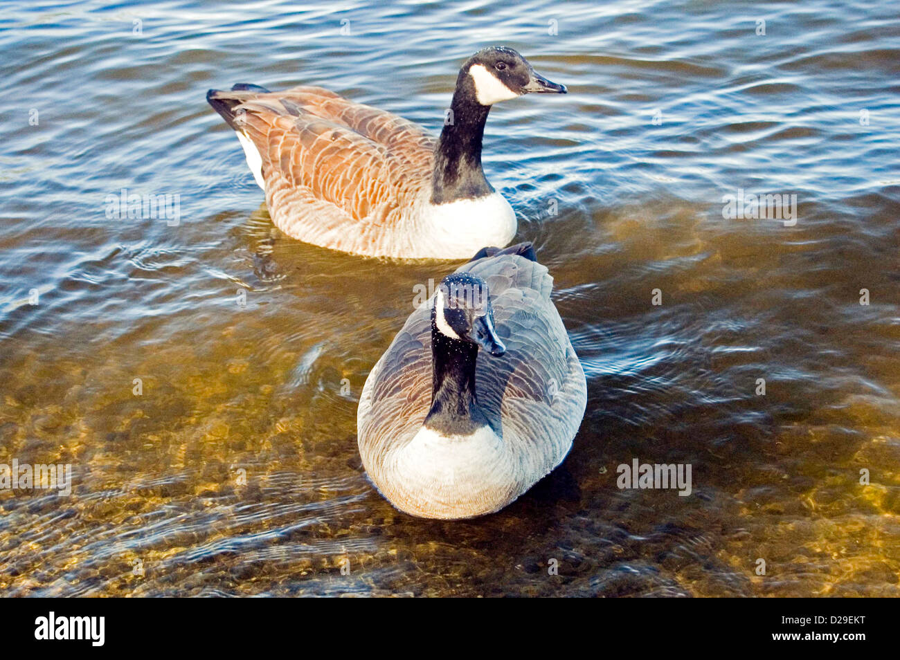 Geese, Burk Lake, Fairfax County, Virginia Stock Photo Alamy