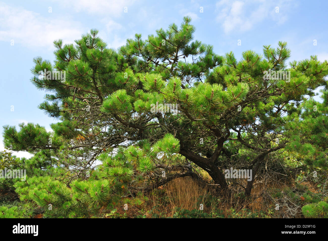 Cape Cod Pitch Pine trees, Massachusetts, USA Stock Photo