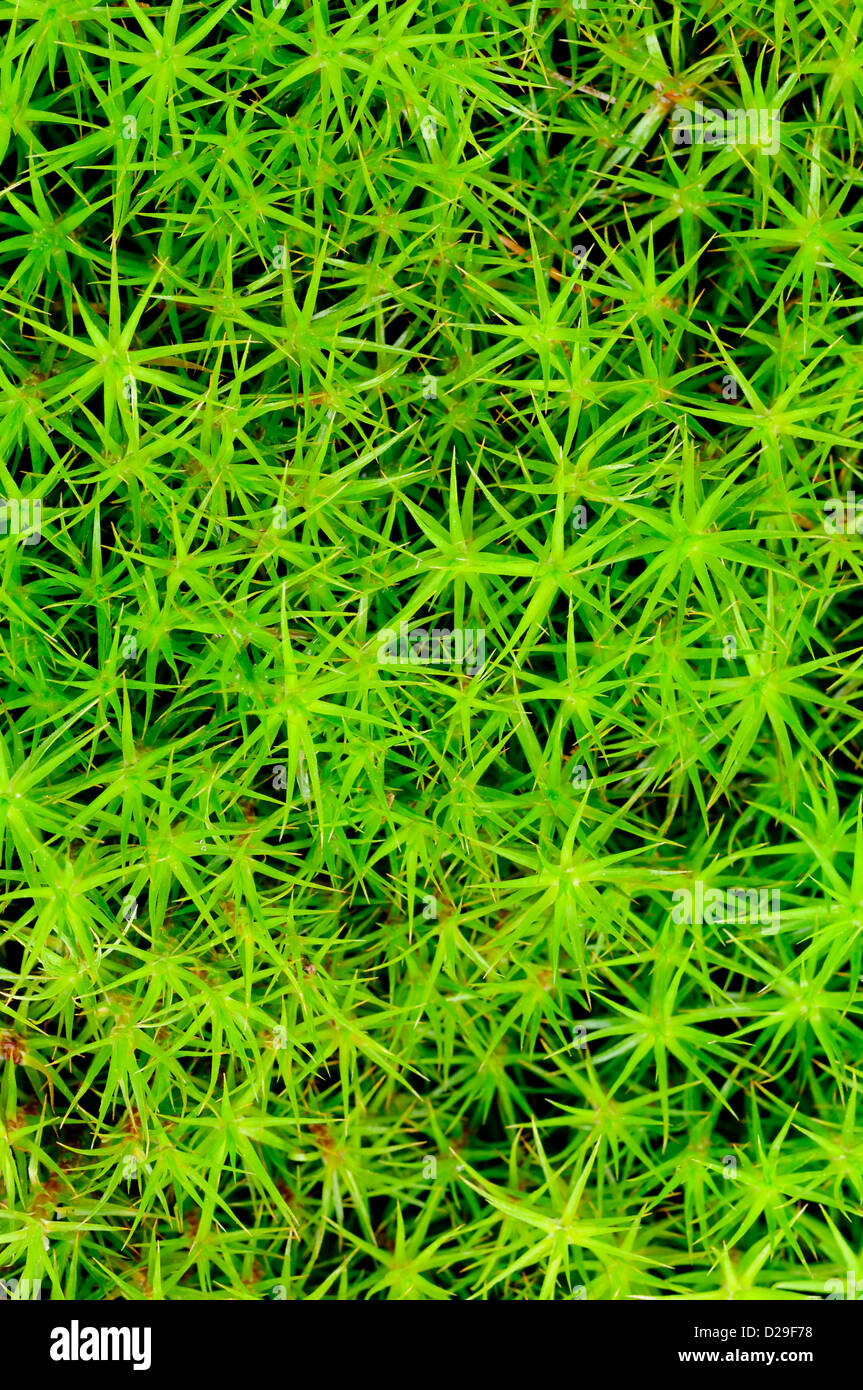 Princess pine or ground moss Stock Photo