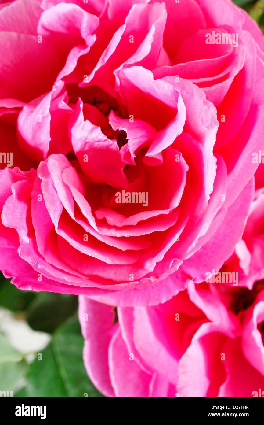 High Pink Roses Pink roses hi-res stock photography and images - Alamy