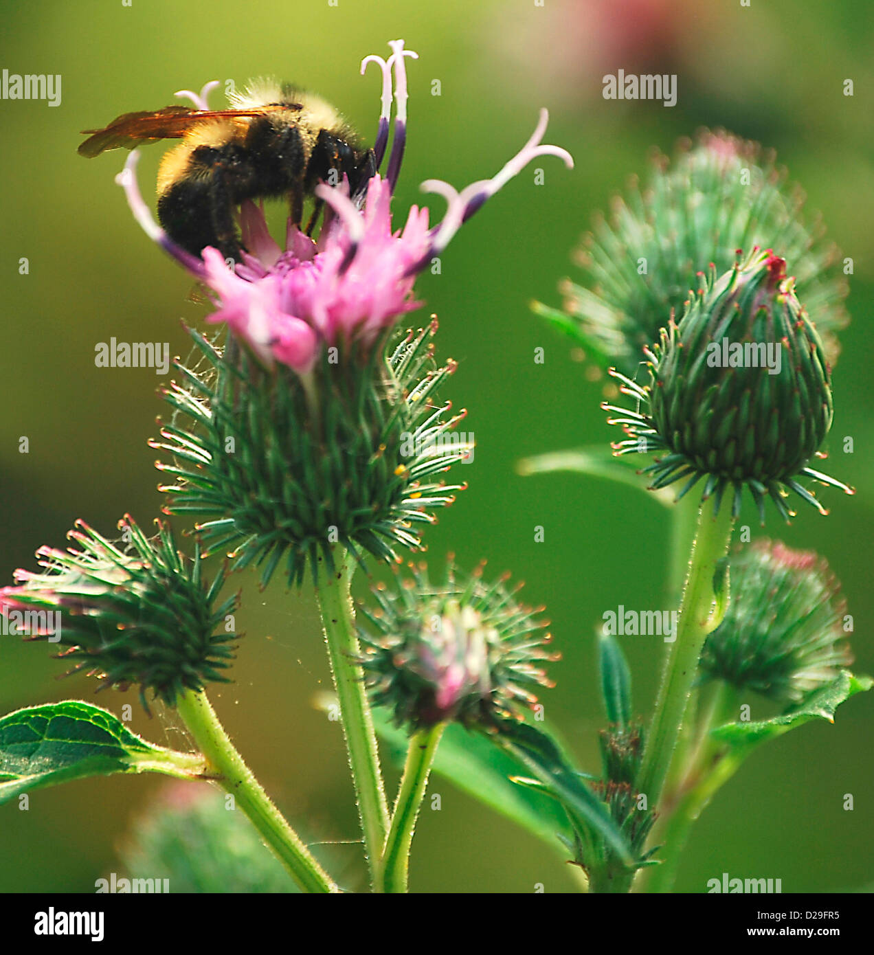 Bee on Common Burdock Wildflower Stock Photo