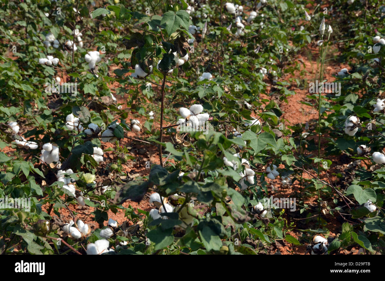 Cotton crop in Andhra Pradesh India Stock Photo Alamy
