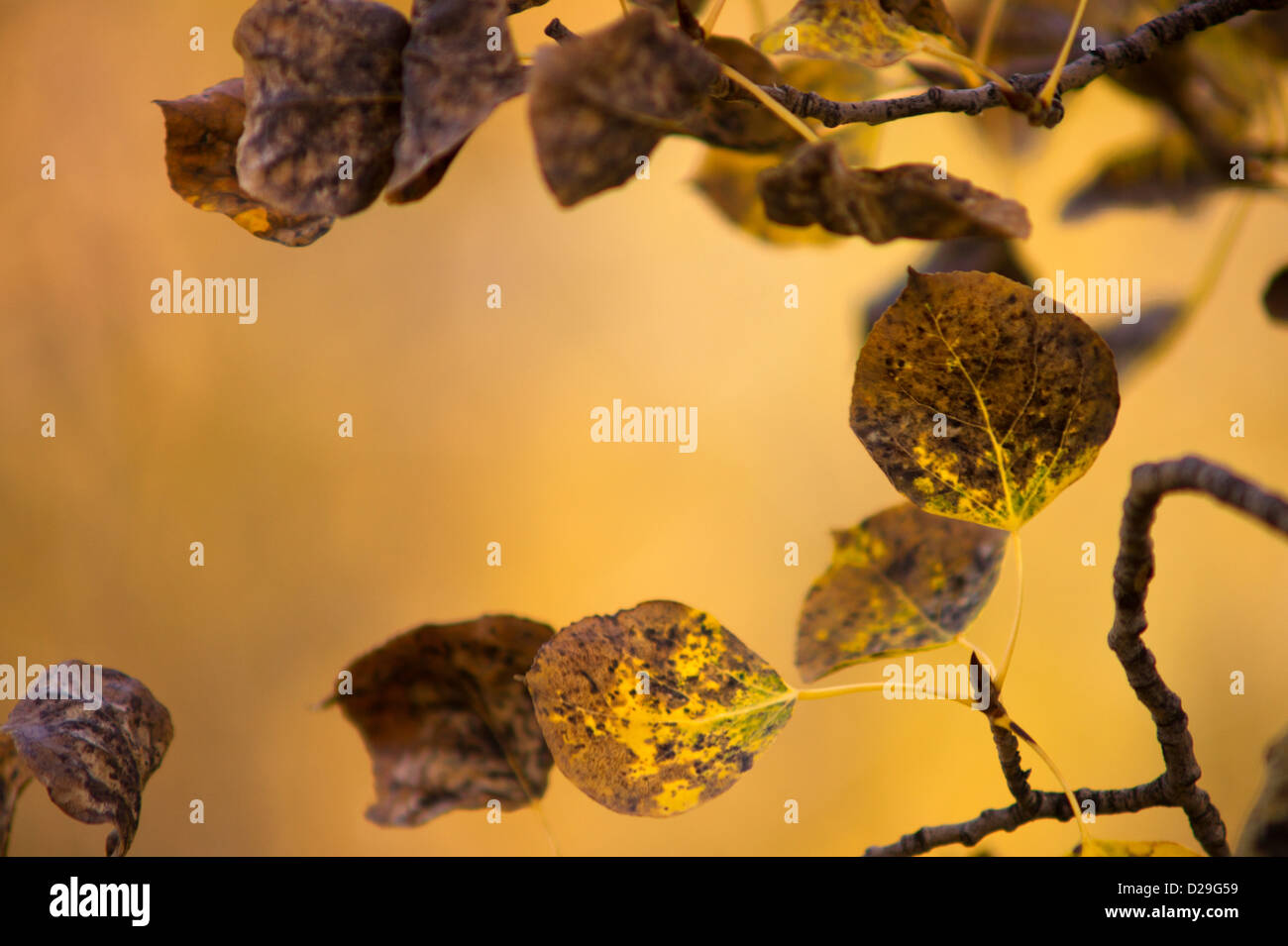 Aspen leaves are backdropped by the golden sunlight in Colorado showing