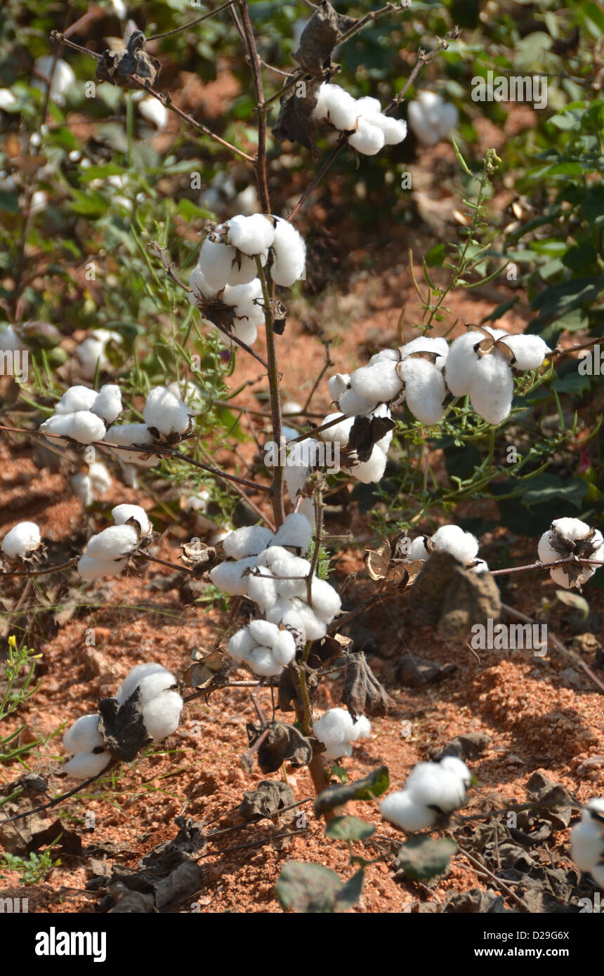 Cotton crop hires stock photography and images Alamy