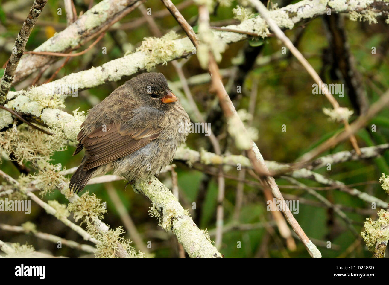 Darwin Finch, Ecuador, Galapagos Islands, Branches, Epophytes Stock Photo