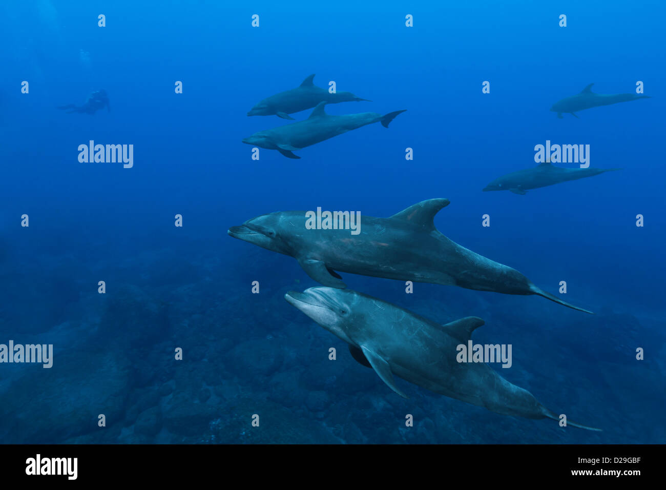 A pod of bottlenose dolphins (tursiops truncatus) swimming in waters of Archipielago de Revillagigedo, Las Cuevitas divesite Stock Photo