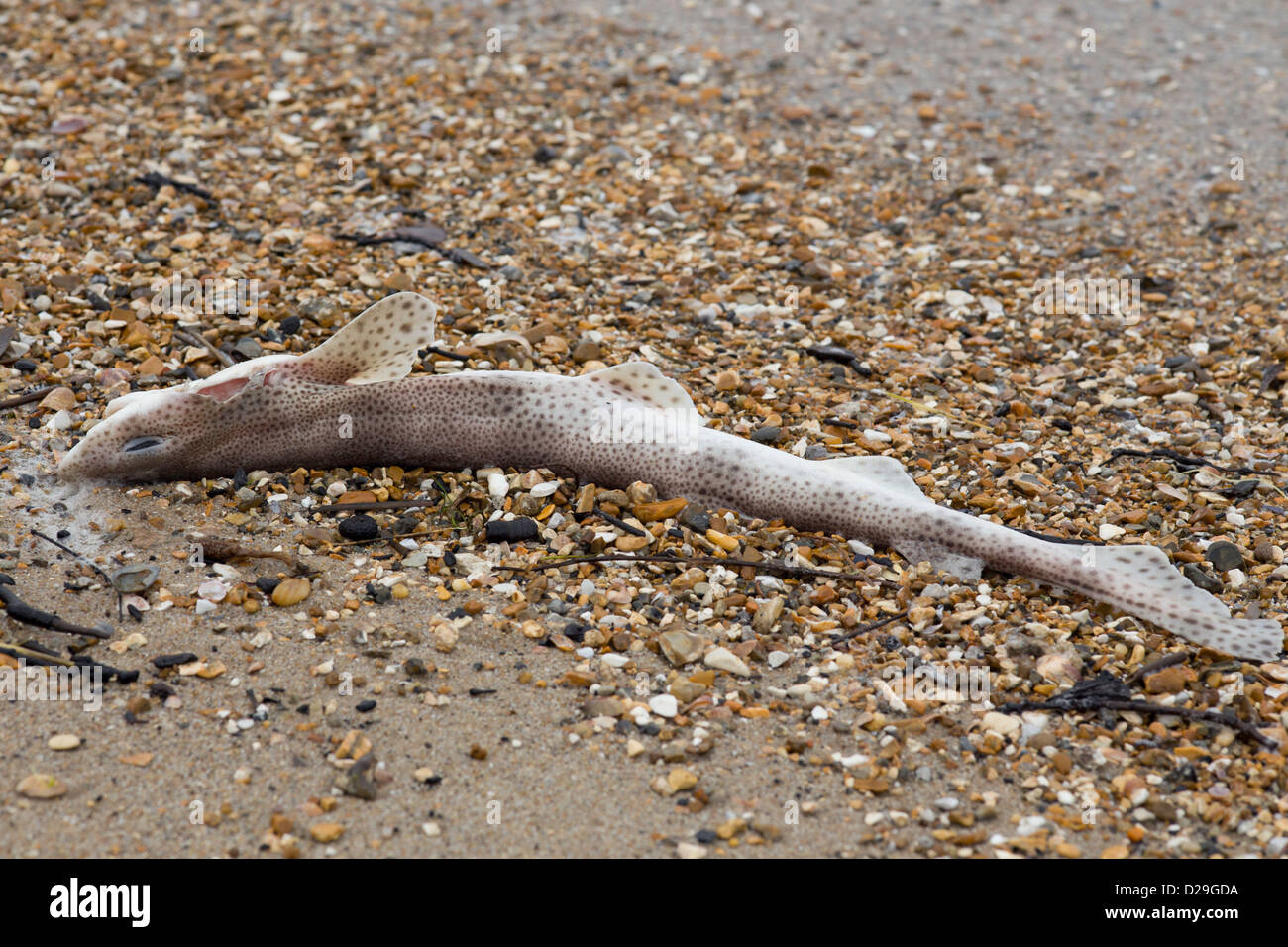 Dogfish, Scyliorhinus canicula, also known as Rock Salmon Stock Photo