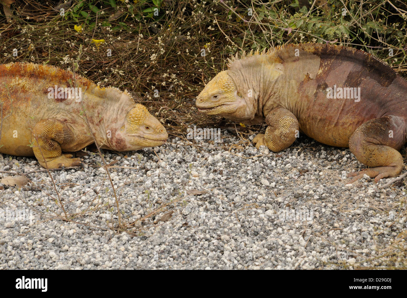 Ecuador, Galapagos Islands, Land Iguanas Stock Photo Alamy
