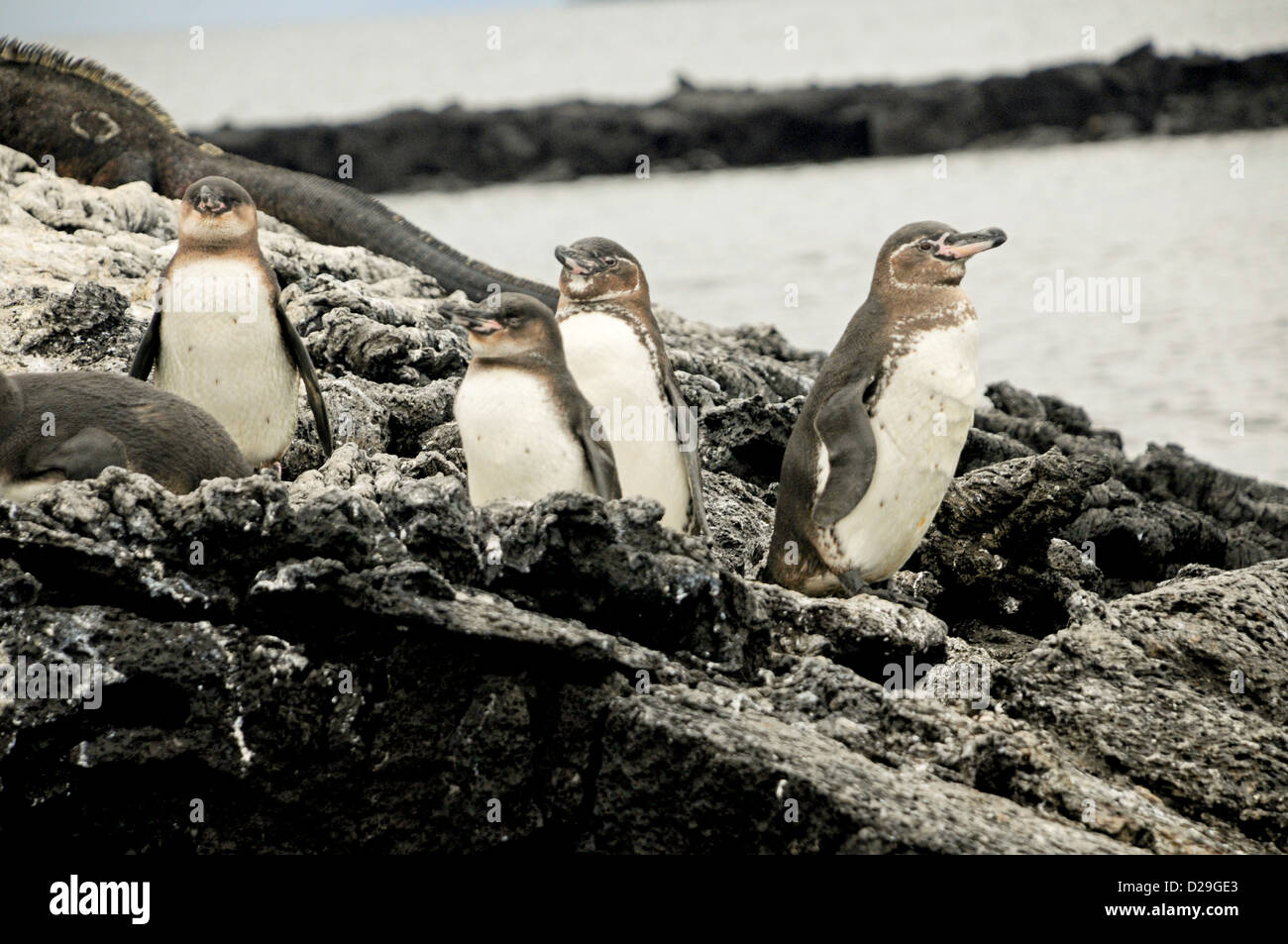 Ecuador, Galapagos Islands, Galapagos Penguins, Volcanic Rock Stock Photo