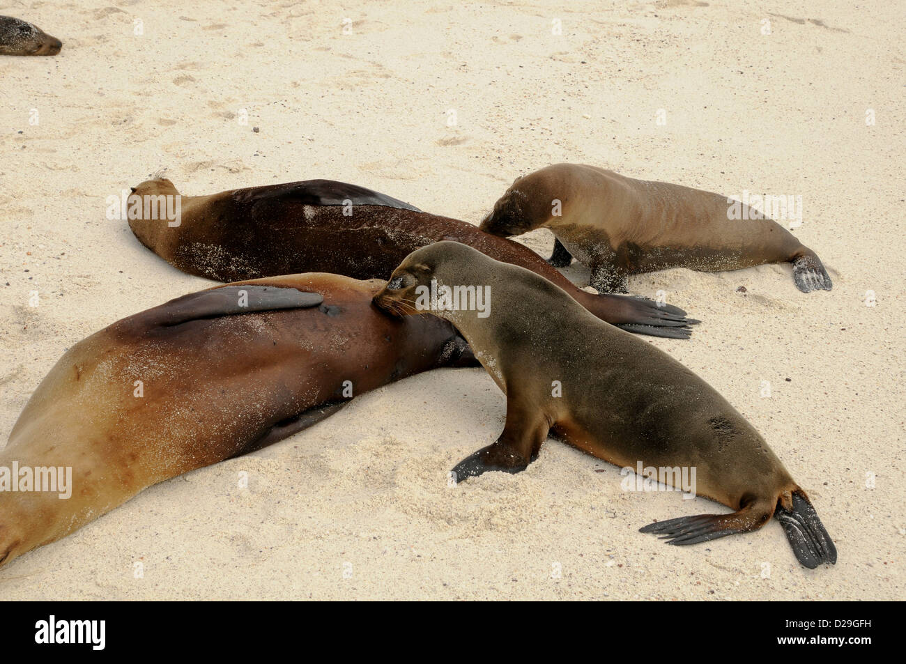 Ecuador, Galapagos Islands, Beach, Female Sea Lions, Sea Lion Pups Stock Photo