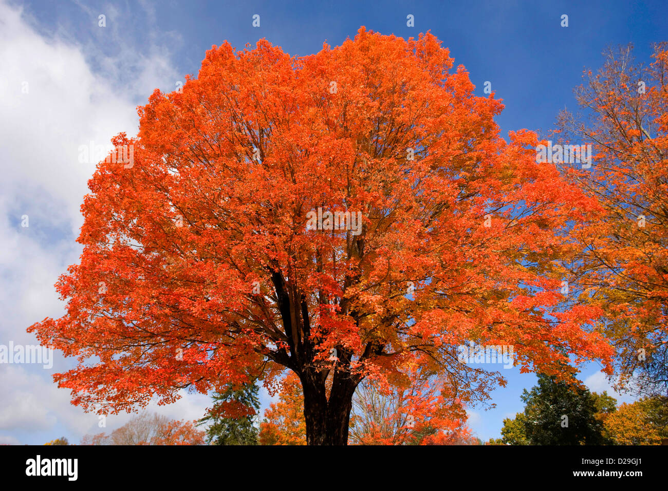 Maple tree Stock Photo