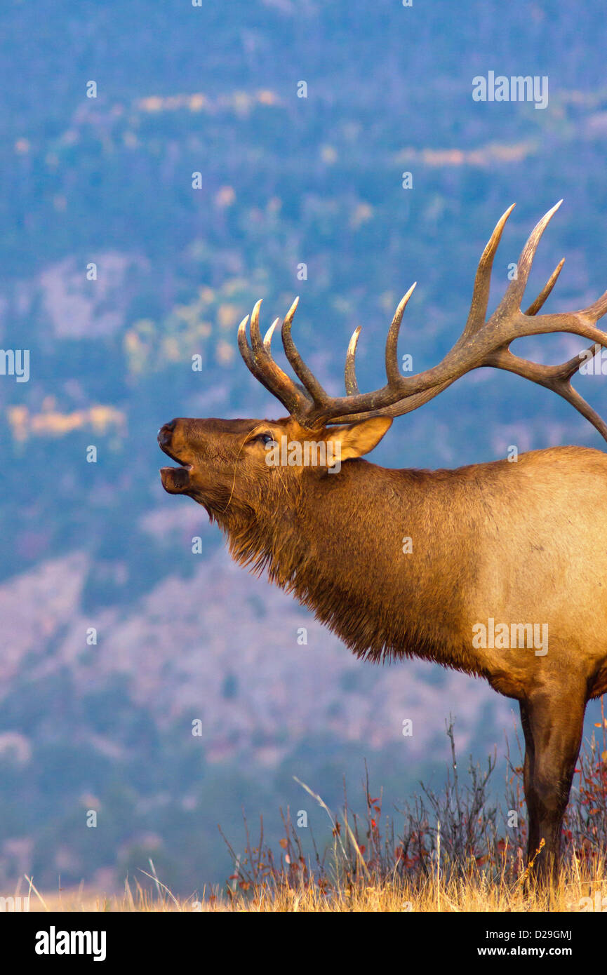 Elk bugle hires stock photography and images Alamy