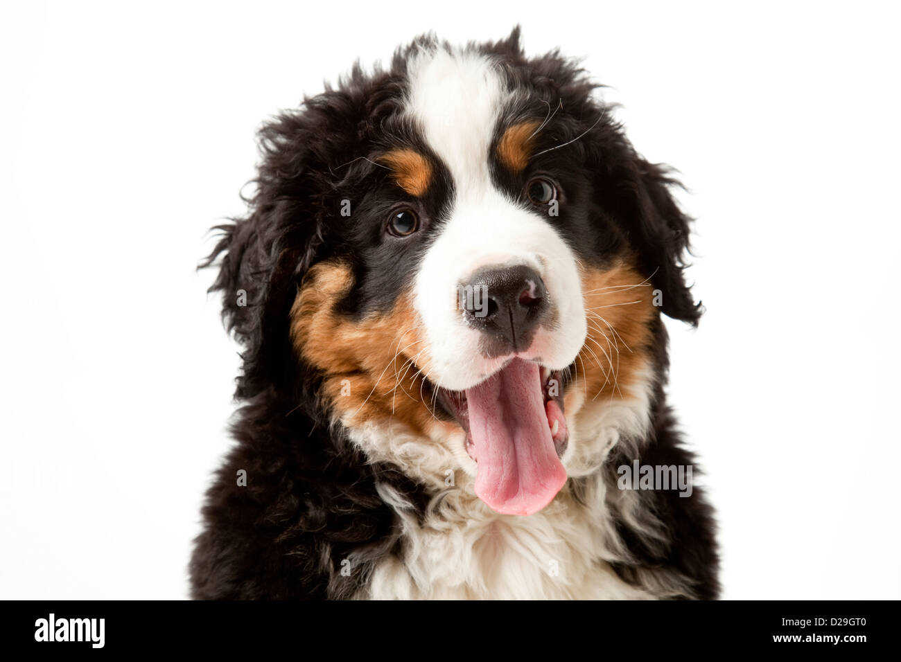 10 weeks old Bernese Mountain Dog puppy Stock Photo