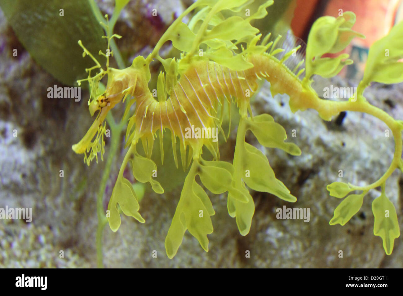Leafy Sea Dragon Stock Photo