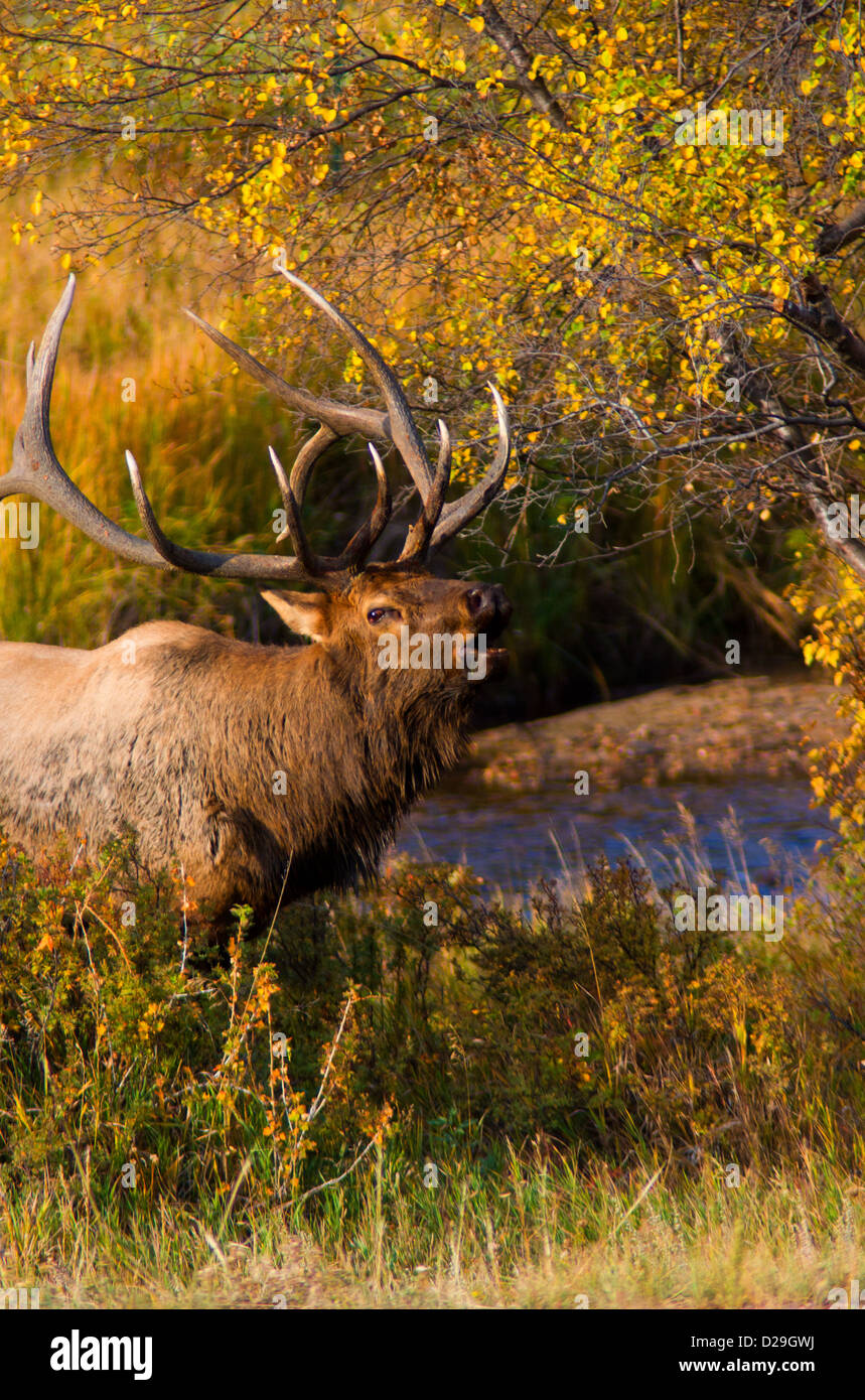 Bull elk bugle hires stock photography and images Alamy