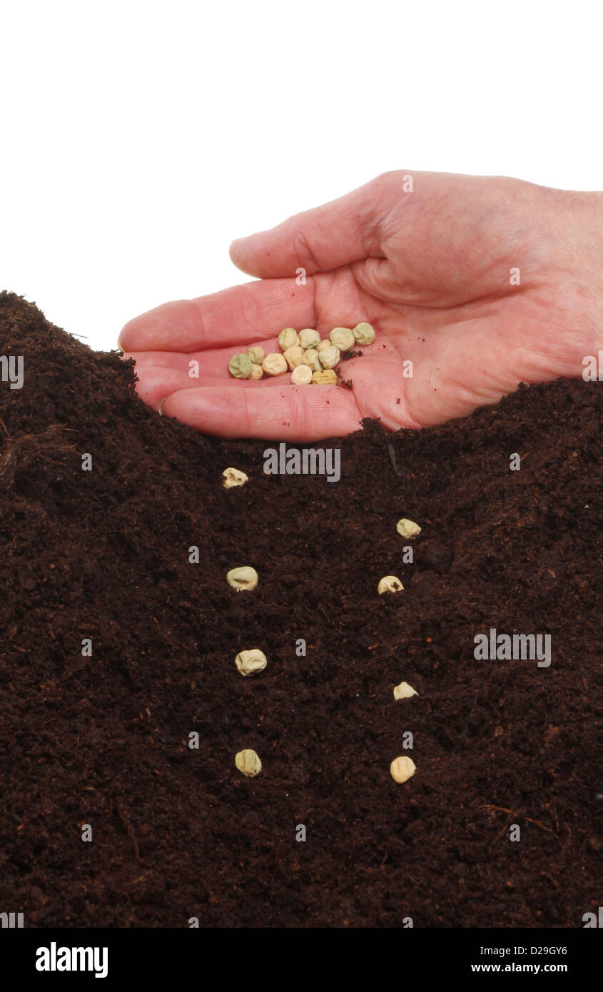 Hand planting pea seeds into soil Stock Photo