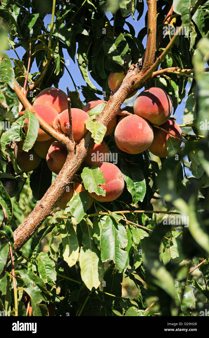 Peaches Stock Photo