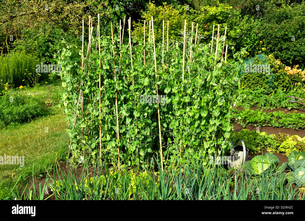 Fresh peas (Pisum sativum) growing in the vegetable allotment, variety 'Pois mangetout normand