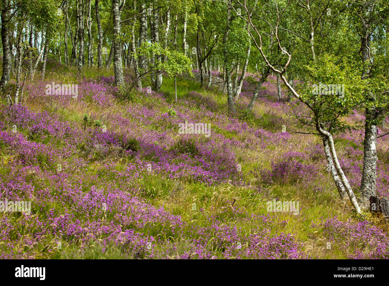 HEATHER [CALLUNA VULGARIS]  GROWING AMONGST SILVER BIRCH TREES IN SCOTLAND Stock Photo