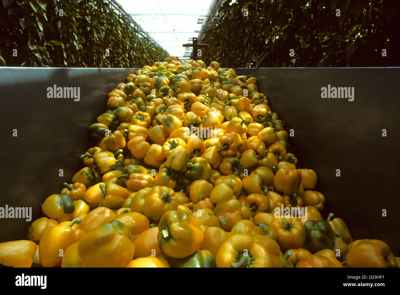 Harvest bin of yellow bell peppers Stock Photo Alamy