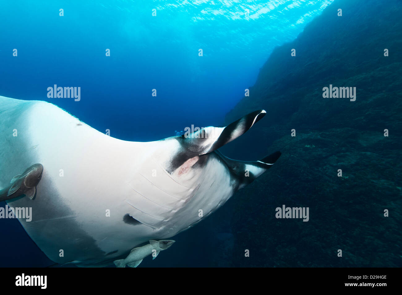 Giant oceanic manta ray (Manta birostris) swimming in Archipielago de Revillagigedo Mexico, Rocio del Mar, Socorro Islands Stock Photo