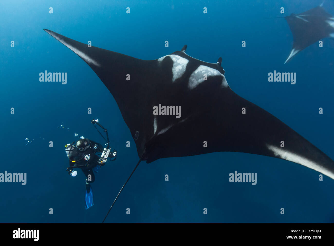 Giant oceanic manta ray being photographed in the water off of Archipielago de Revillagigedo, Mexico Punta Tosca divesite Stock Photo