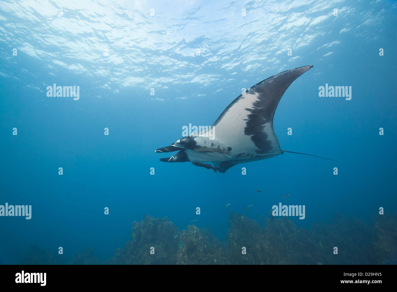 Giant oceanic manta ray swimming above the reef of Archipielago de Revillagigedo, Mexico Punta Tosca Divesite, Rocio del Mar Stock Photo