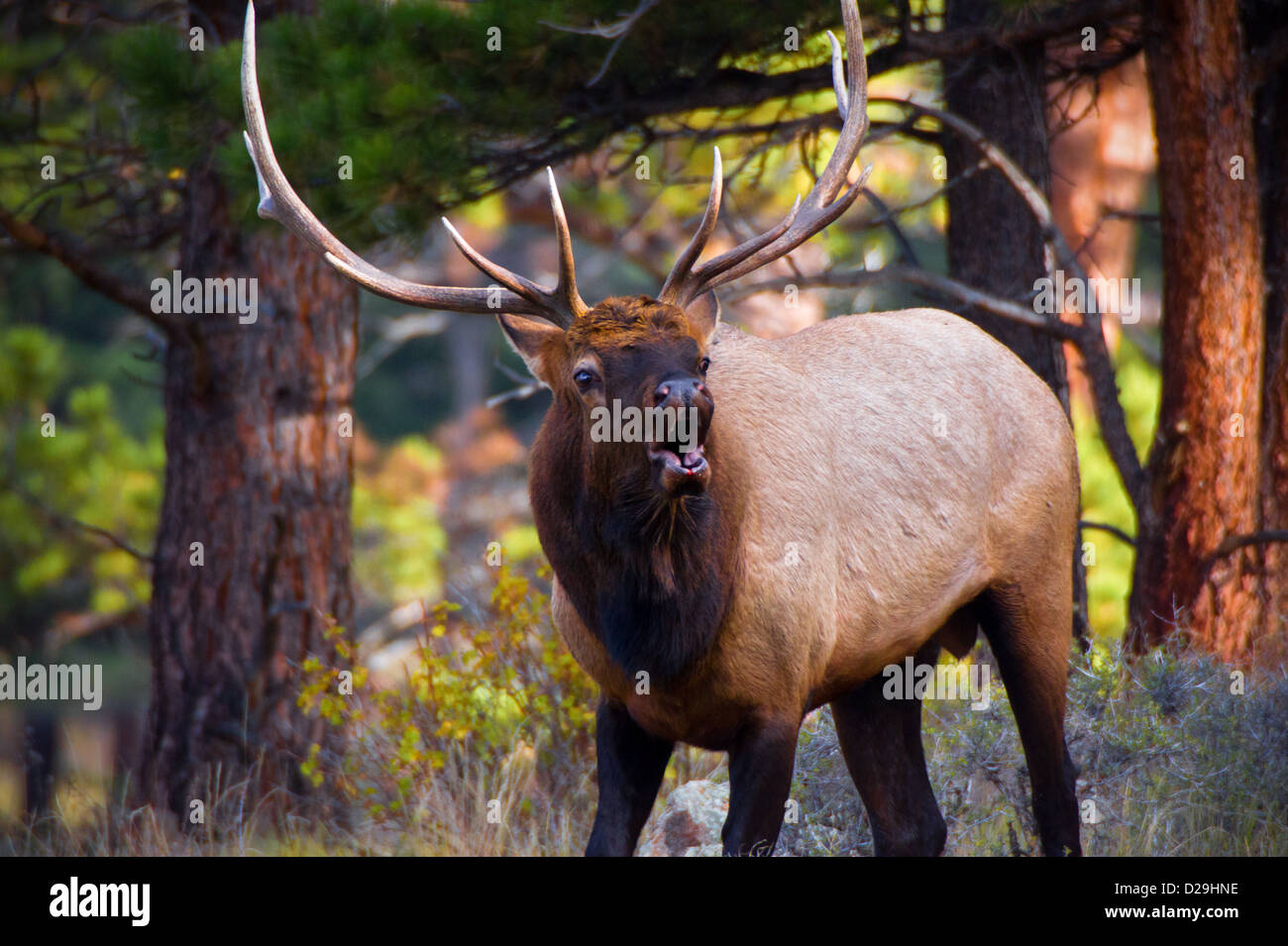 A bull Elk bugles during the annual rut in Rocky Mountain National Park