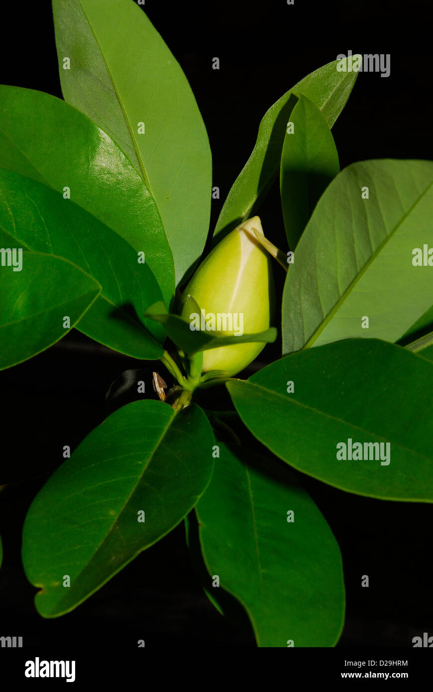 Magnolia Bud and Leaves Stock Photo
