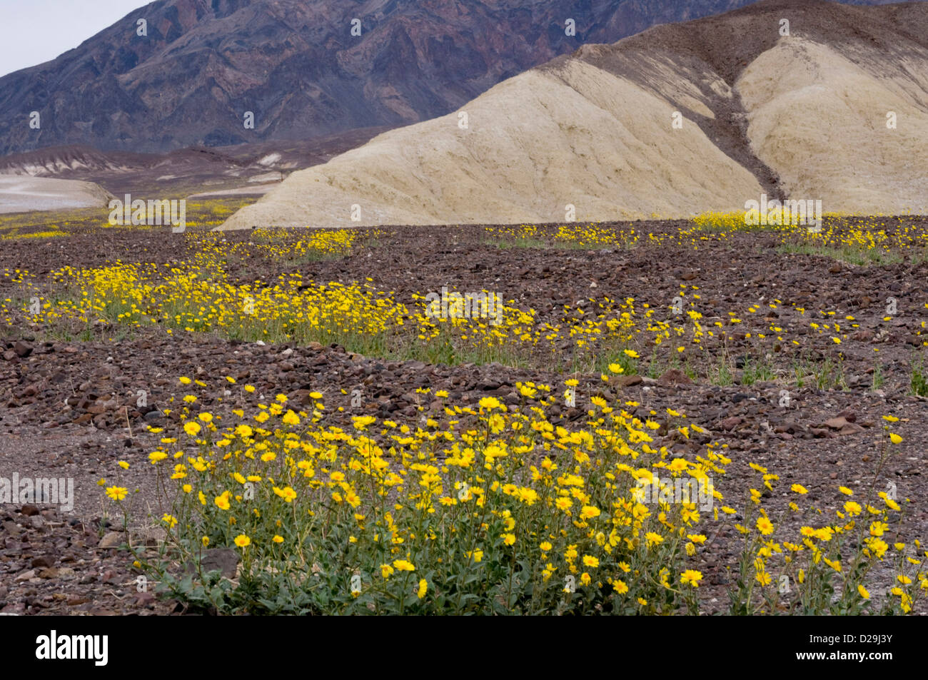 desert-gold-flowers-death-valley-stock-photo-alamy
