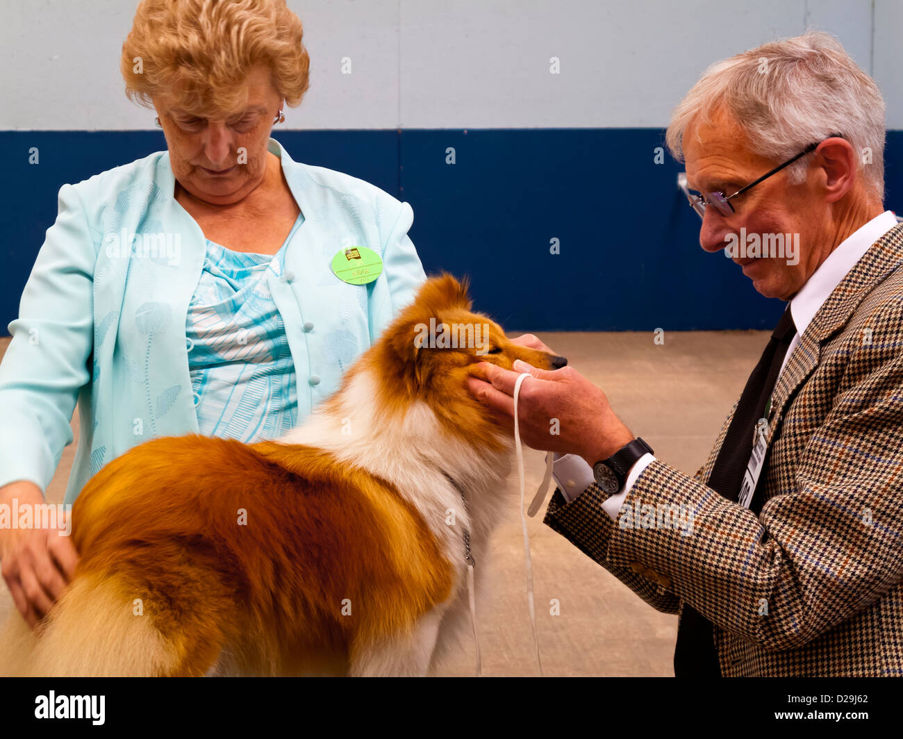 Judge inspecting a pedigree dog at the Three Counties Dog Show in Malvern Worcestershire England Judge inspecting a pedigree dog at the Three Counties Dog Show in Malvern Worcestershire England