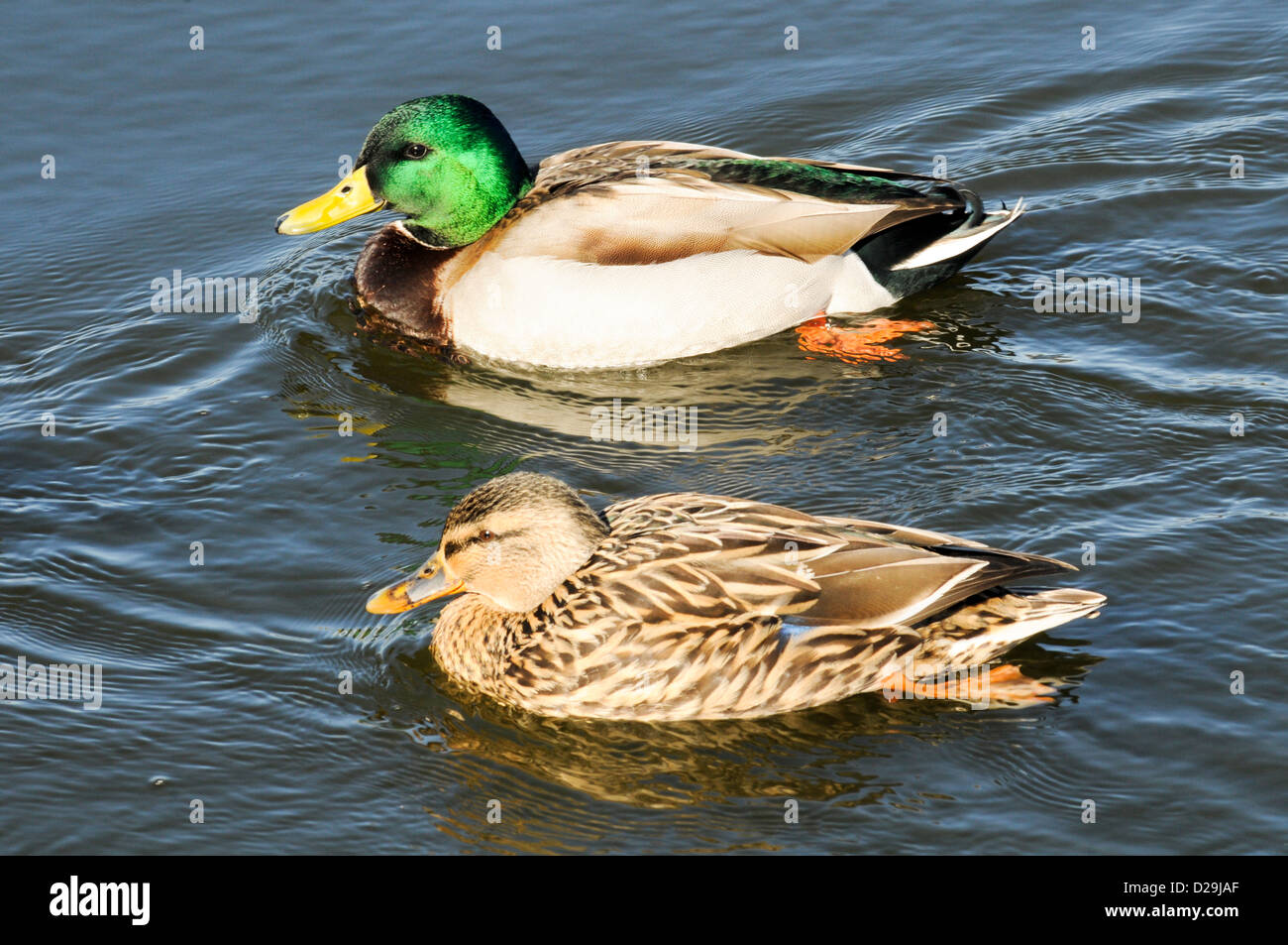 Mallard Ducks Stock Photo