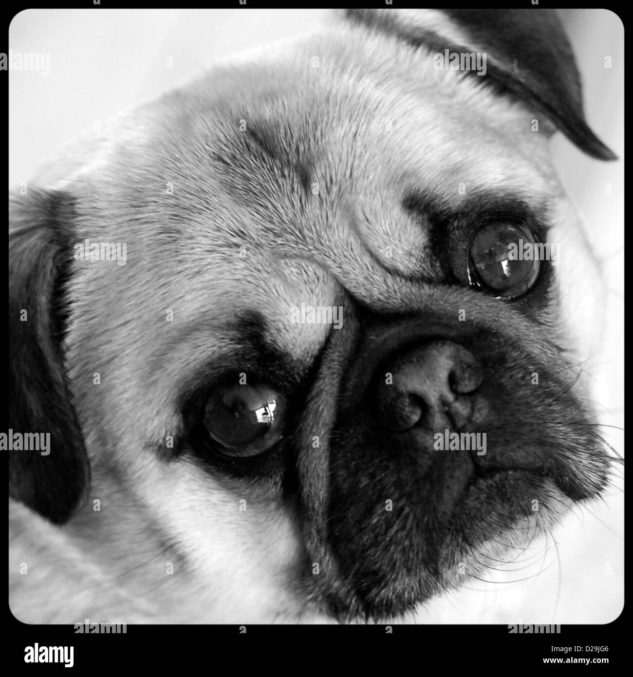 Dog with attitude Black and White Stock Photos & Images Alamy