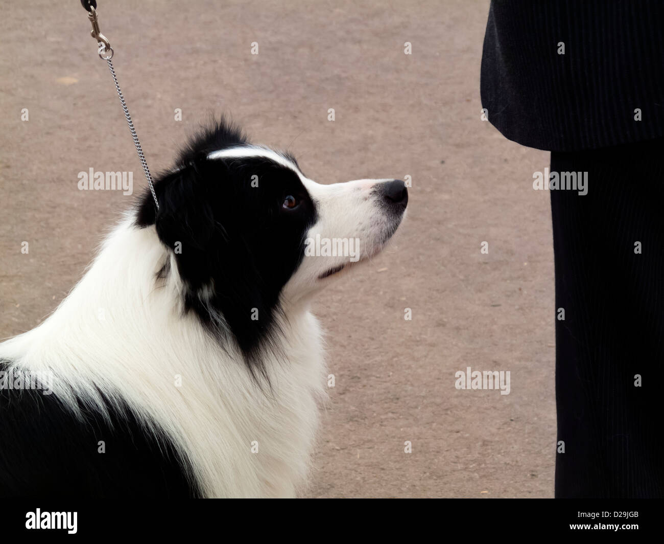 Pure bred pedigree sheepdog on lead looking up at a person dressed in black Stock Photo
