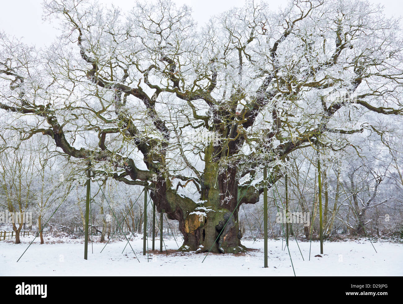 the major oak tree in the fresh snow sherwood forest country park edwinstowe Stock Photo