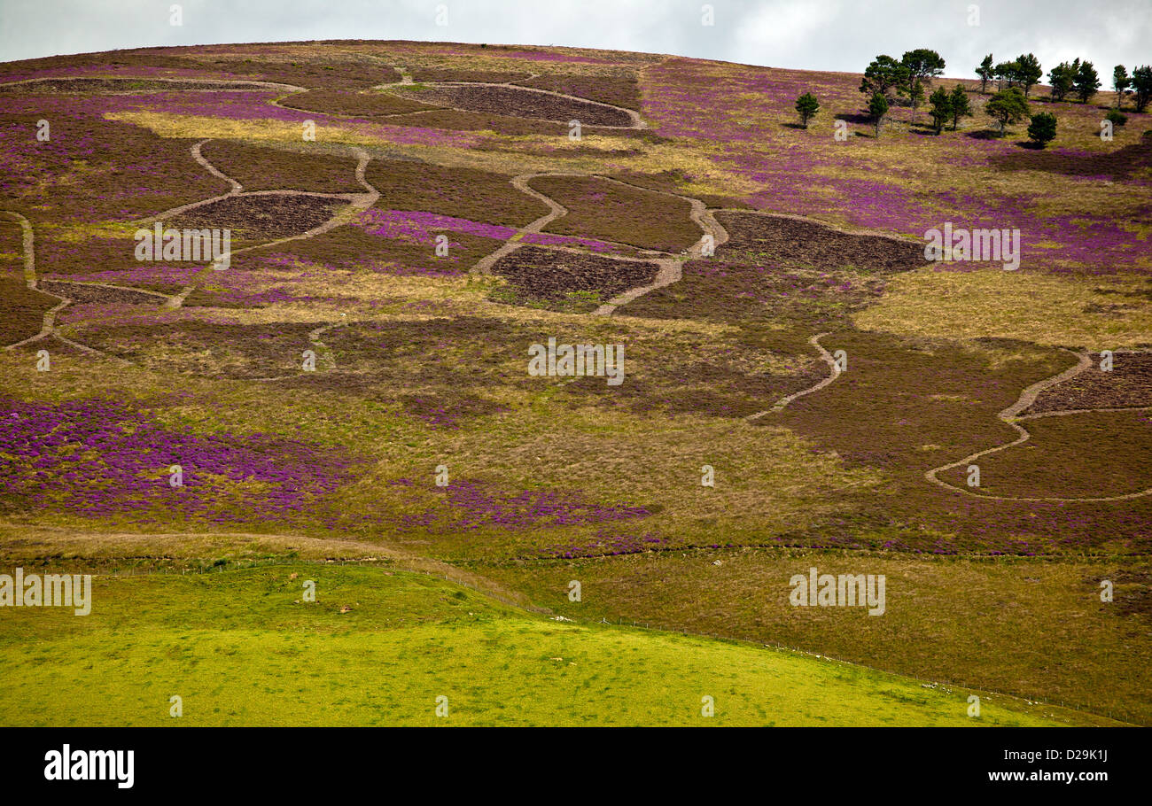 CONSERVATION OF GROUSE MOORS BY HEATHER BURNING AND CONTROL OF NEW HEATHER GROWTH Stock Photo