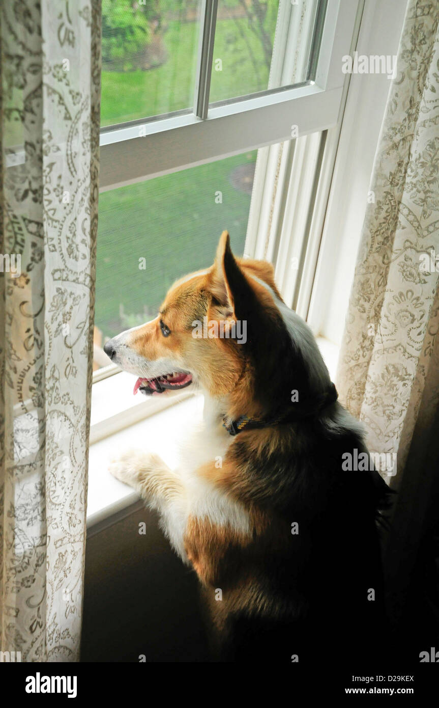 Corgi At Window Stock Photo