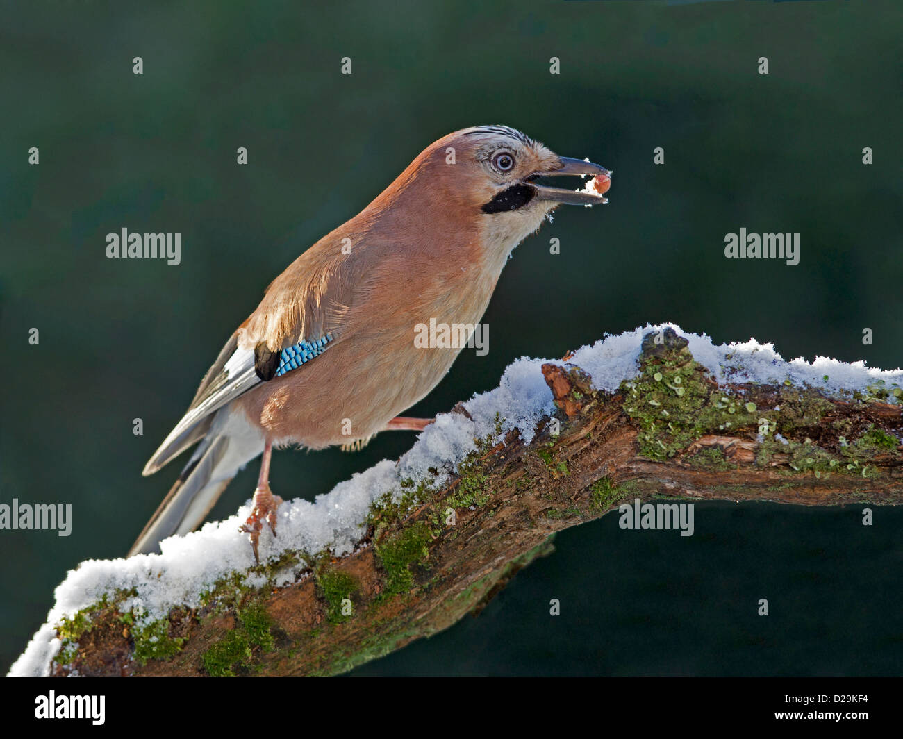 Eurasian jay with acorn perched on snow covered branch Stock Photo