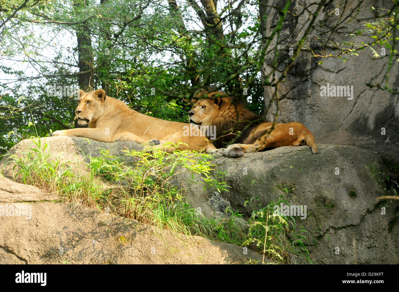 Lions, Pittsburgh Zoo Stock Photo