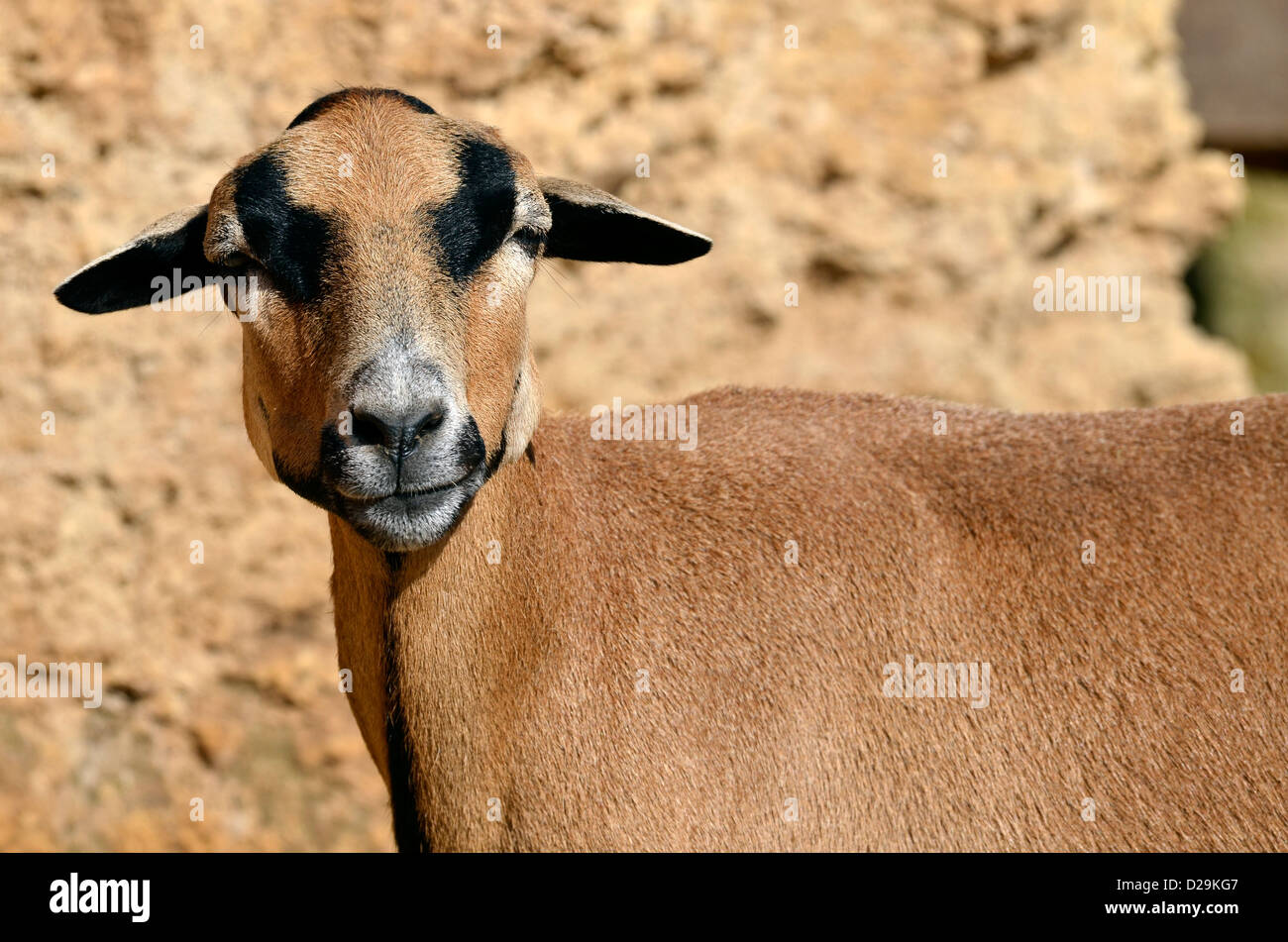 Closeup brown sheep of Cameroon (Ovis aries) Stock Photo