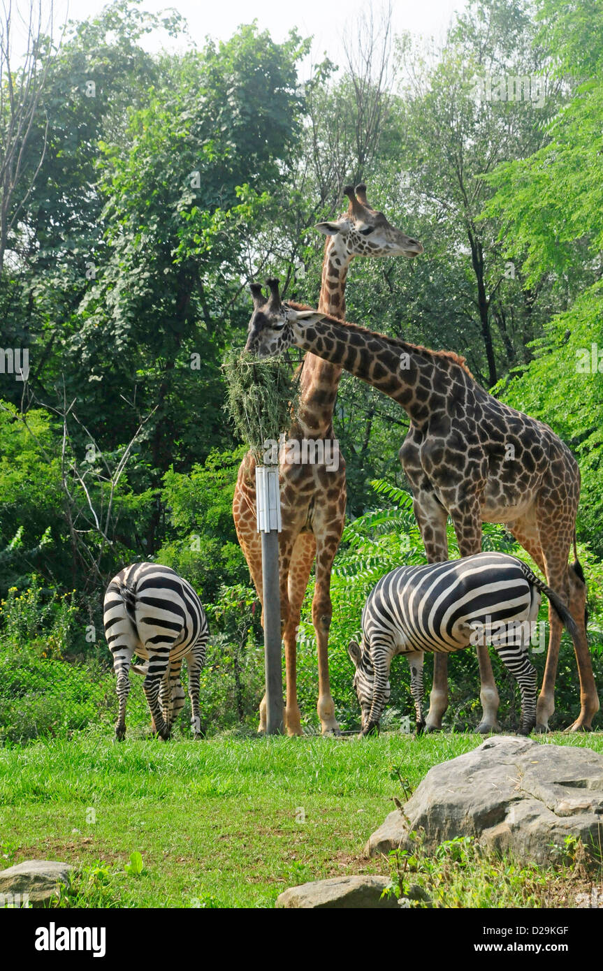 Girafffe And Zebra Pittsburgh Zoo Stock Photo