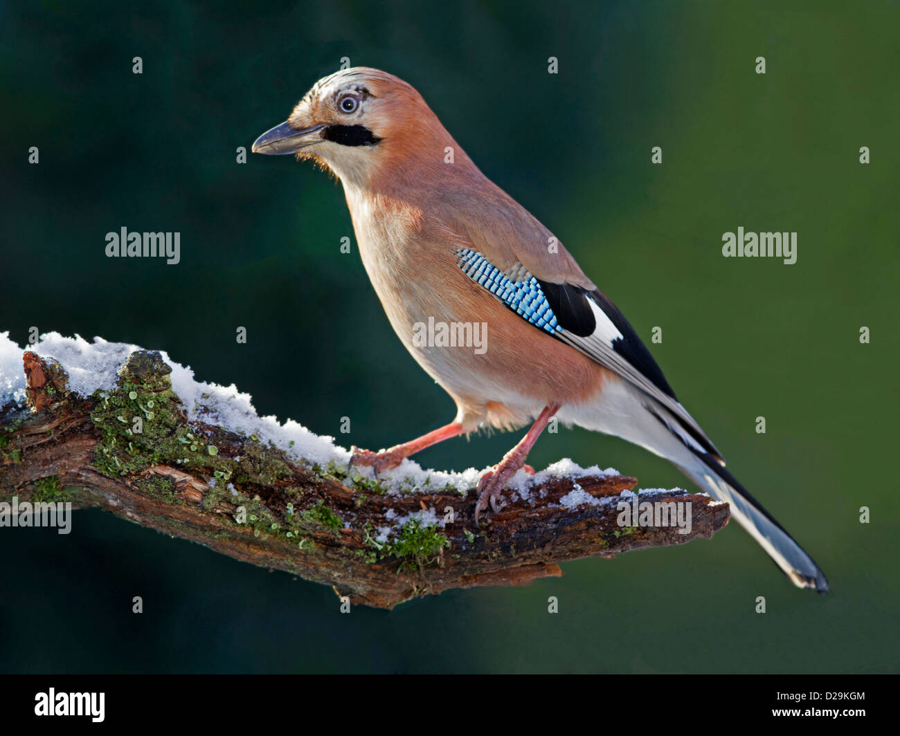 Eurasian jay perched on snow covered branch Stock Photo