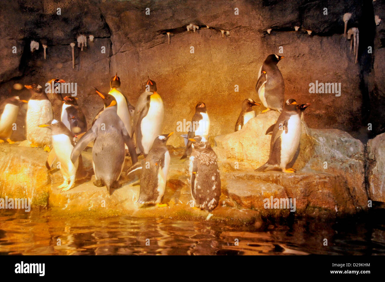 Pittsburgh Zoo, Penguins Stock Photo