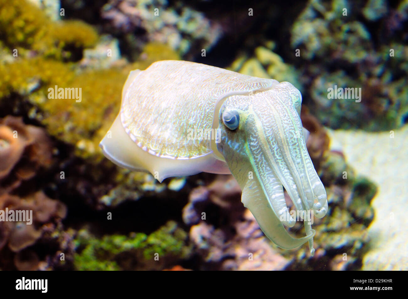 Cuttlefish nature animals fish landscape black and white hi-res stock ...