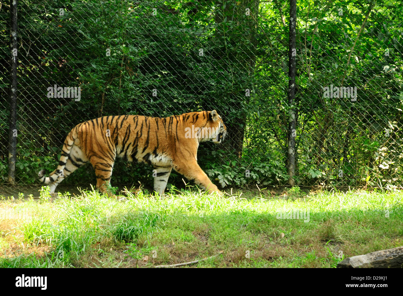 Tiger, Pittsburgh Zoo Stock Photo