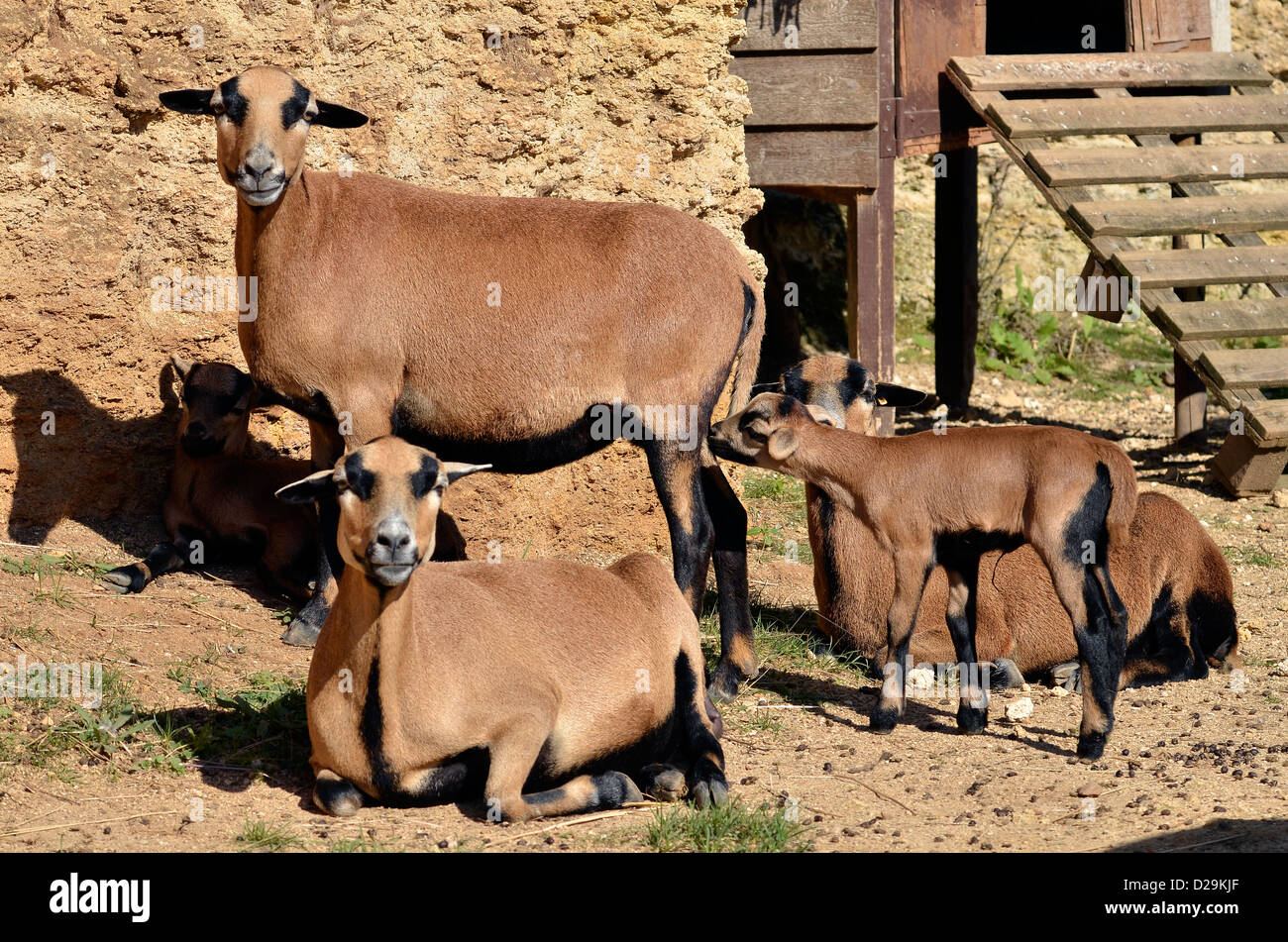 brown sheep of Cameroon (Ovis aries) with lamb Stock Photo