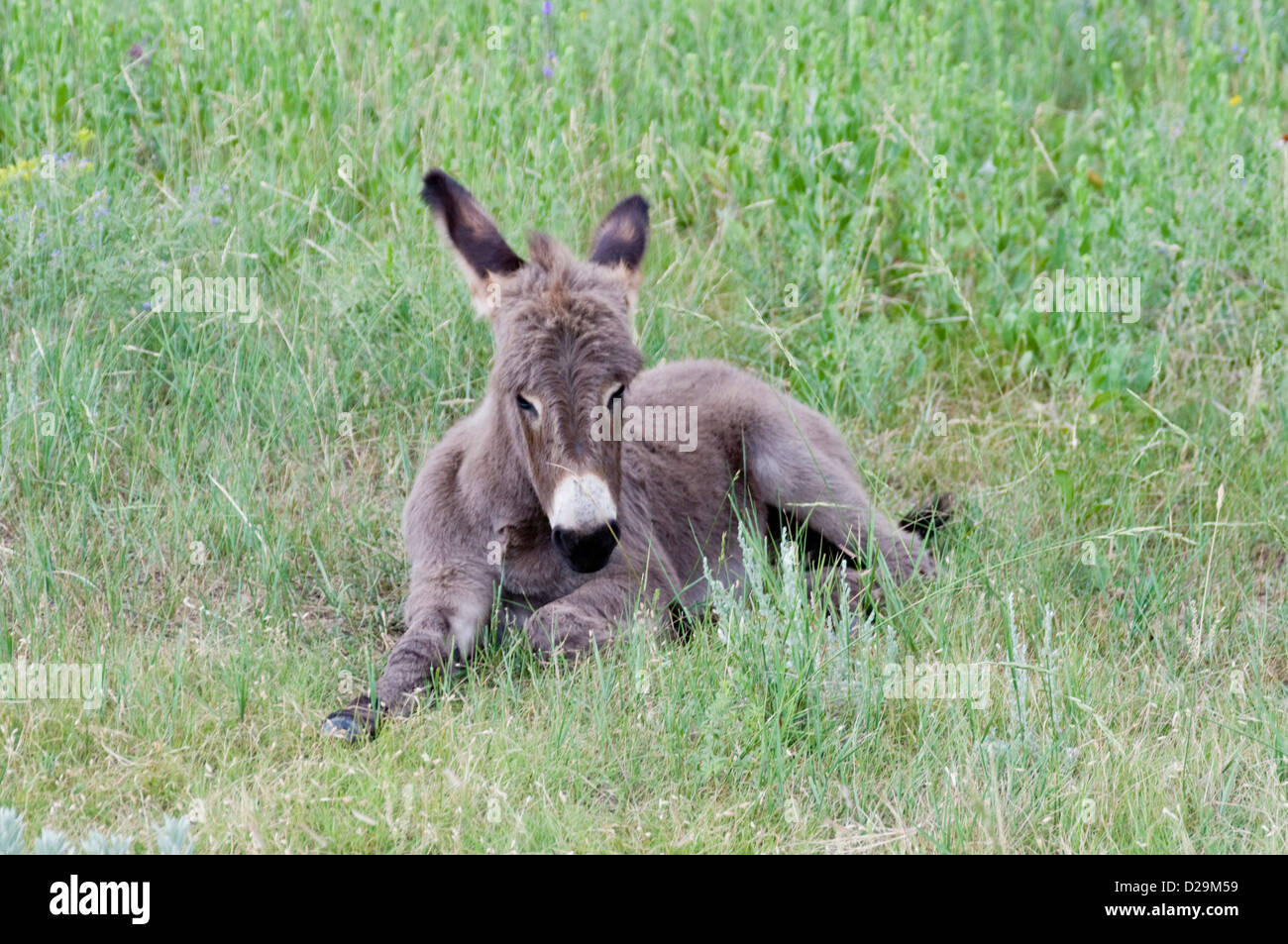 Baby wild burro Stock Photo