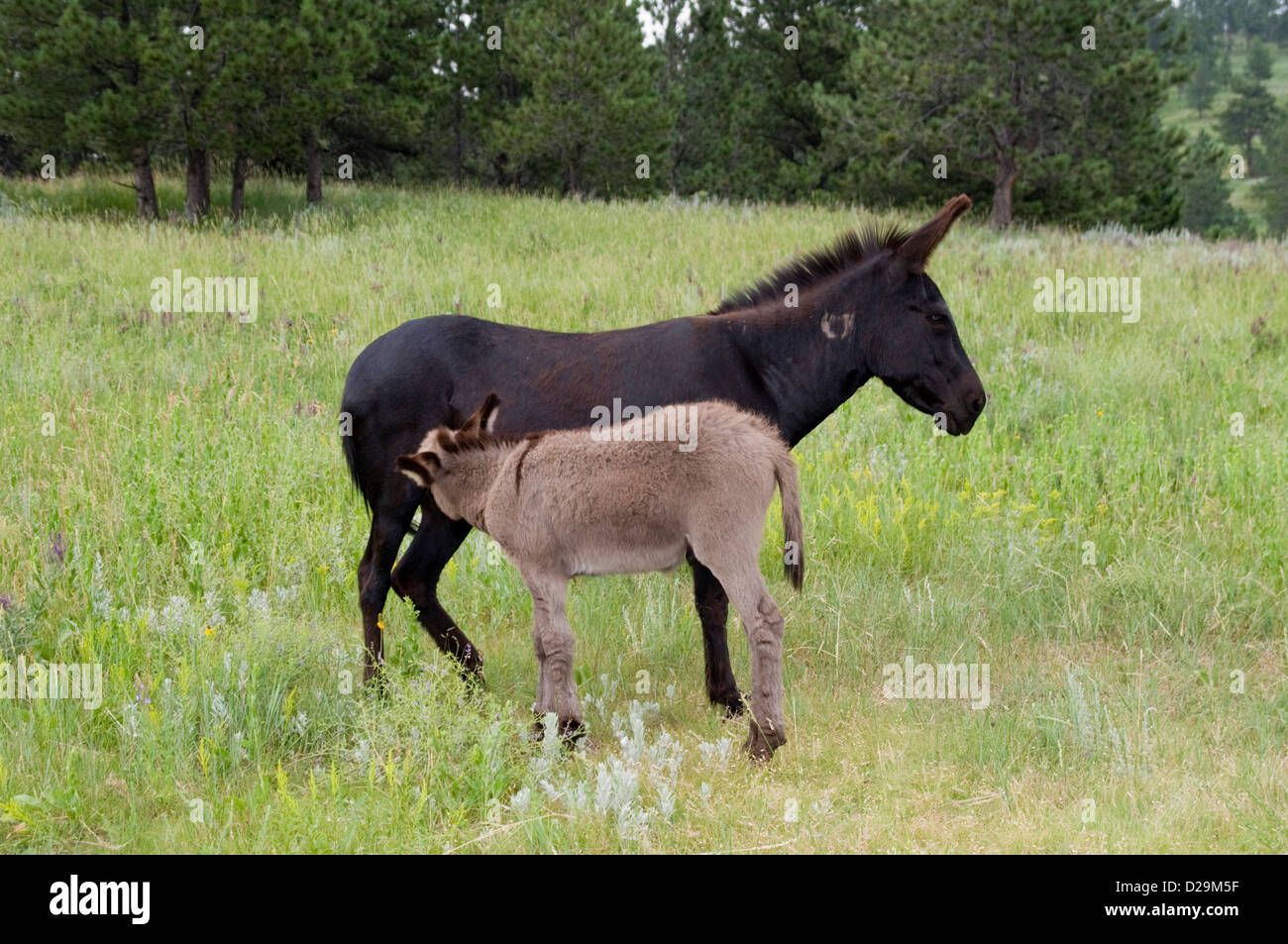 Wild burro feeding from the mother Stock Photo